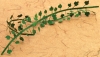 1:12 Grape leaves